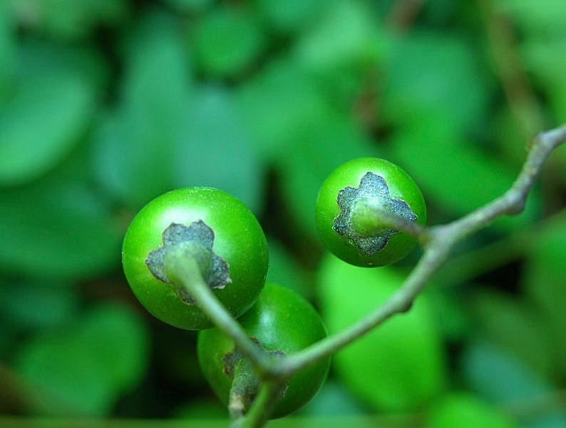 Solanum dulcamara / Morella rampicante